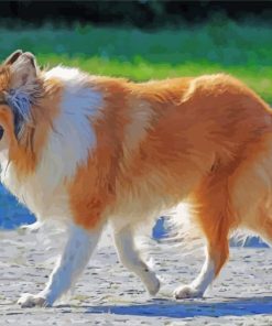 Rough Collie Animal paint by number