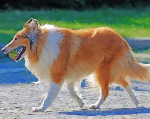 Rough Collie Animal paint by number