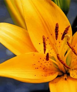 Yellow Gold Lily paint by number