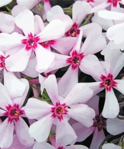 Apple Blossom Flowers paint by number