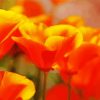 Close Up California Poppy Flowers paint by number