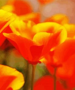 Close Up California Poppy Flowers paint by number