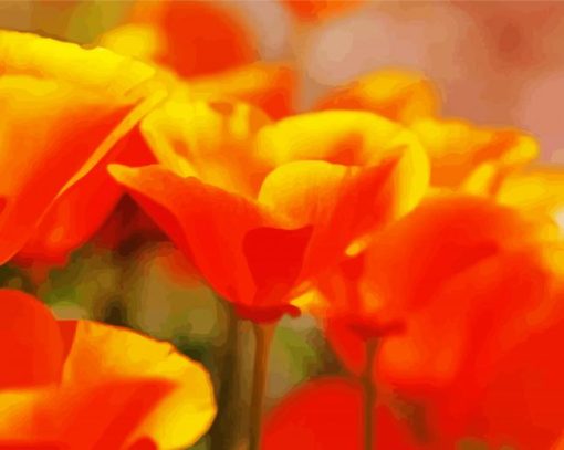 Close Up California Poppy Flowers paint by number