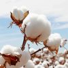 Cotton Field paint by number