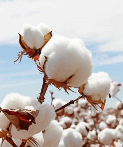 Cotton Field paint by number