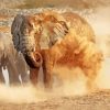 Elephant Dust Bath paint by number