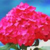 Flashy Pink Hydrangeas paint by number