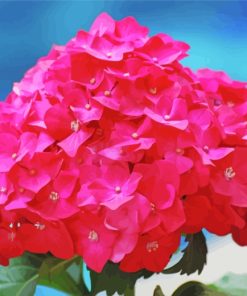 Flashy Pink Hydrangeas paint by number