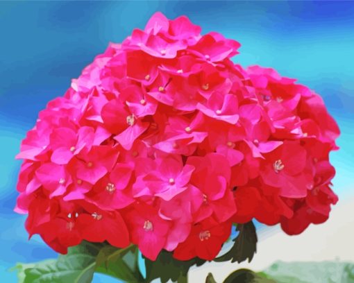 Flashy Pink Hydrangeas paint by number