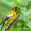 Jamaican Oriole Bird paint by number