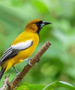 Jamaican Oriole Bird paint by number