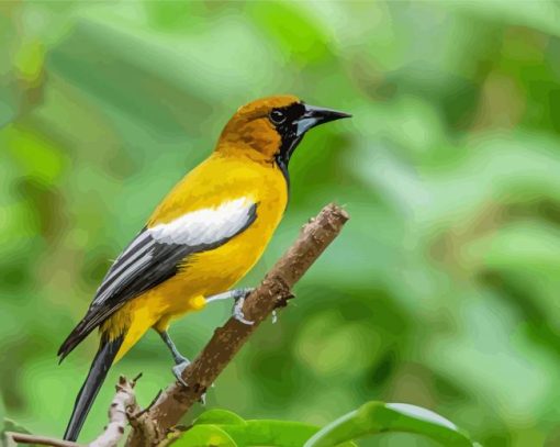 Jamaican Oriole Bird paint by number