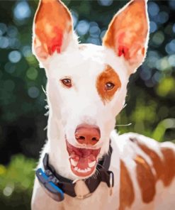 Podenco Dog Face paint by number