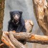 Sloth Bear On Tree paint by number