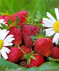 Strawberry And Daisies Flowers paint by number