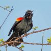 Red Winged Blackbird paint by number