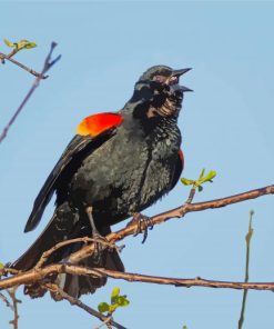 Red Winged Blackbird paint by number