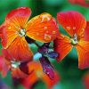 Wallflower With Water Drops paint by number