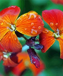 Wallflower With Water Drops paint by number