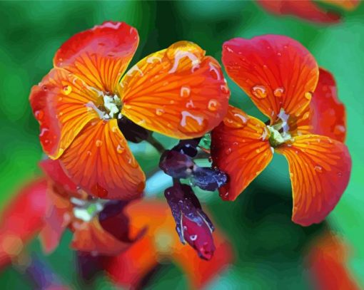 Wallflower With Water Drops paint by number