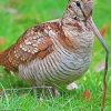 Woodcock Bird paint by number