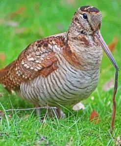 Woodcock Bird paint by number