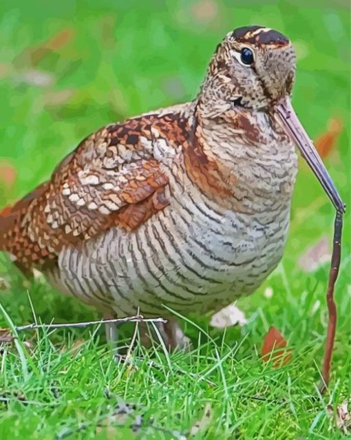 Woodcock Bird paint by number