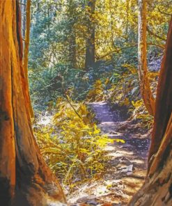 Muir Woods National Monument paint by number