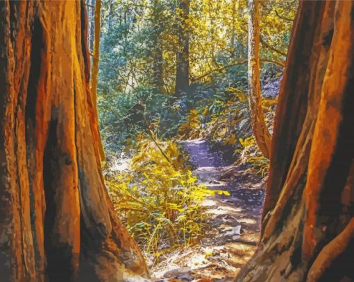 Muir Woods National Monument paint by number