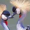 Aesthetic Grey Crowned Crane paint by number