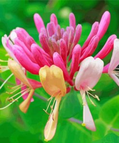 Honeysuckle Australian Wild Flowers paint by number