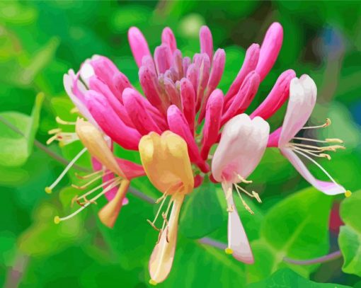 Honeysuckle Australian Wild Flowers paint by number