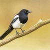 Black And White Eurasian Magpie Bird paint by number