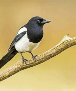 Black And White Eurasian Magpie Bird paint by number