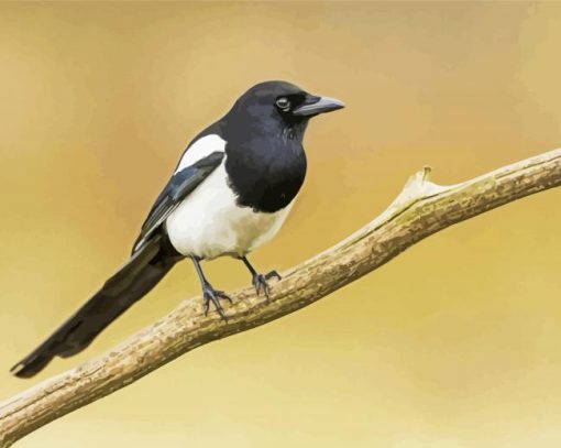 Black And White Eurasian Magpie Bird paint by number