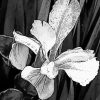 Black And White Plant Art paint by number