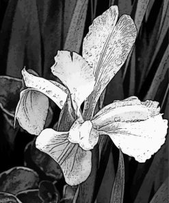 Black And White Plant Art paint by number