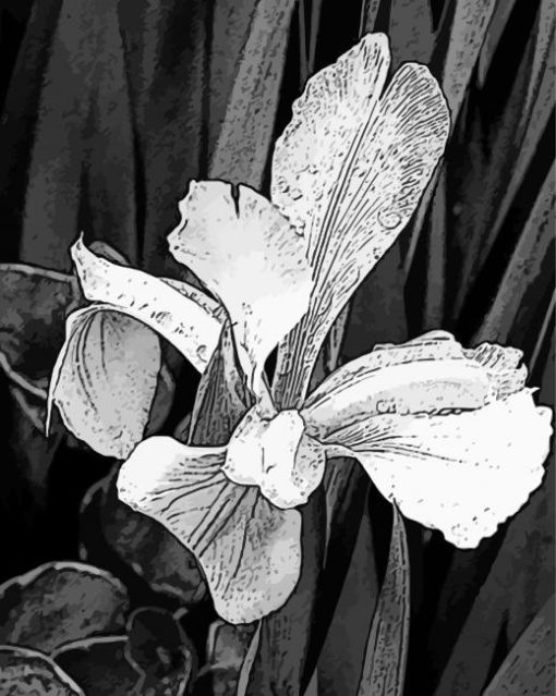 Black And White Plant Art paint by number