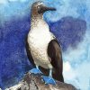 Blue Footed Booby Bird Art paint by number