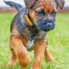 Border Terrier Puppy Dog paint by number