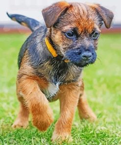 Border Terrier Puppy Dog paint by number