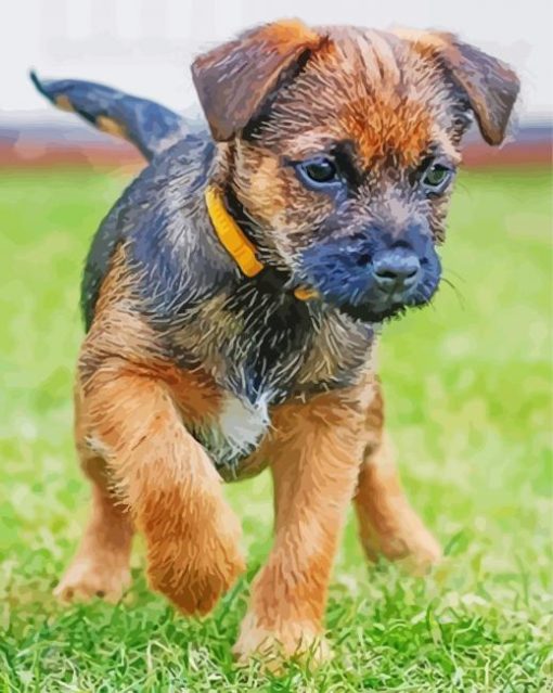 Border Terrier Puppy Dog paint by number