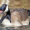 Canada Geese paint by number