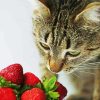 Cat And Strawberry paint by number