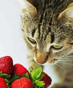 Cat And Strawberry paint by number