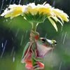 Cute Frog In The Rain paint by number