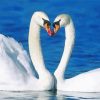 Cute Romantic Swan paint by number