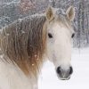 Cute Snow Horse paint by number