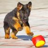 German Shepherd Puppy Playing paint by number