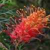 Grevillea paint by number